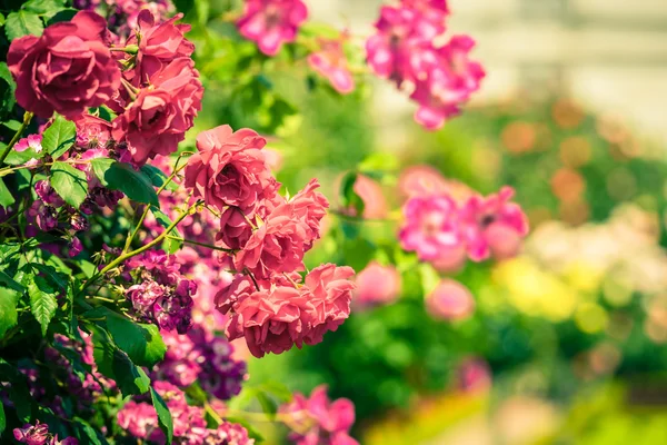 Bush de hermosas rosas en un jardín — Foto de Stock