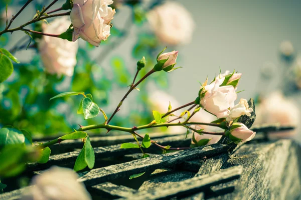 Bush van mooie rozen in een tuin — Stockfoto