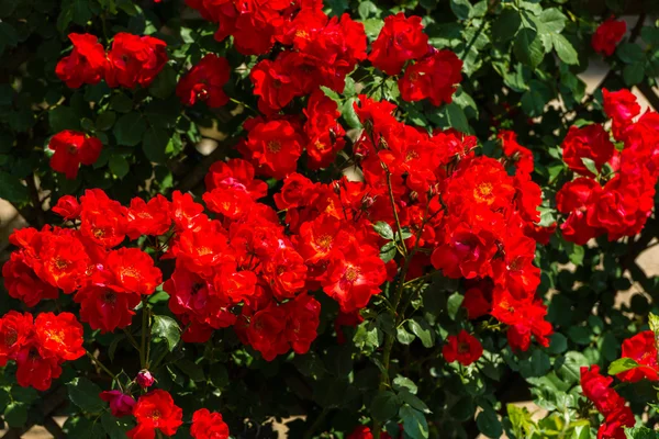 Strauch schöner Rosen in einem Garten — Stockfoto