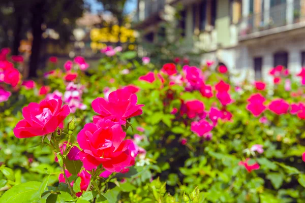 Cespuglio di belle rose in un giardino — Foto Stock