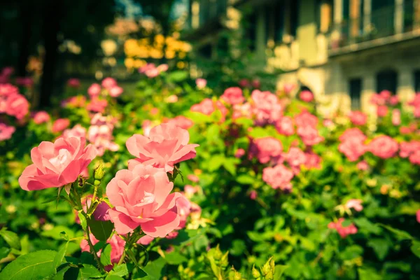 Bush de hermosas rosas en un jardín —  Fotos de Stock