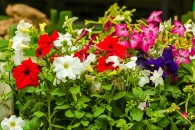 Parlak Petunya çiçek