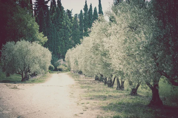 Olivenallee in der Provence, Frankreich — Stockfoto