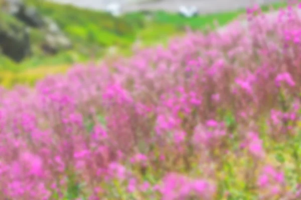 Fluffiga rosa mjölke (växt) blommor — Stockfoto