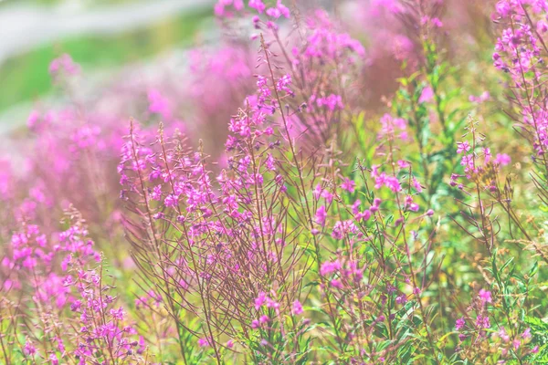 Fluffy pink fireweed flowers — Stock Photo, Image
