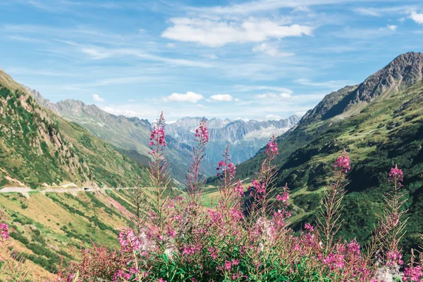 Swiss Apls z kwiatów dzikiego goździka — Zdjęcie stockowe