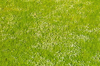 Beyaz papatya bahar yeşil çim üzerinde