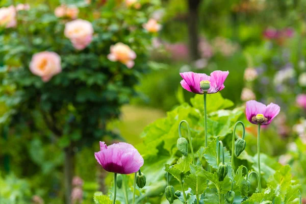 Rosa vallmo i en sommarträdgård — Stockfoto