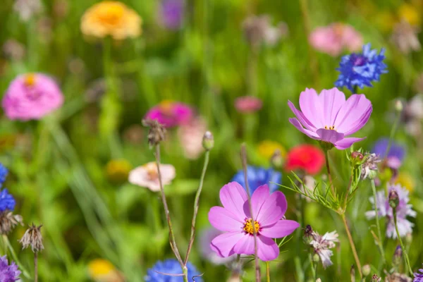 Flores selvagens em um prado em um dia ensolarado — Fotografia de Stock