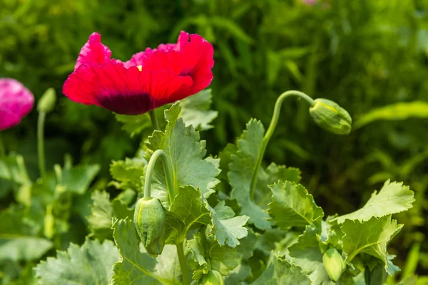 Röd vallmo i en Sommaräng — Stockfoto