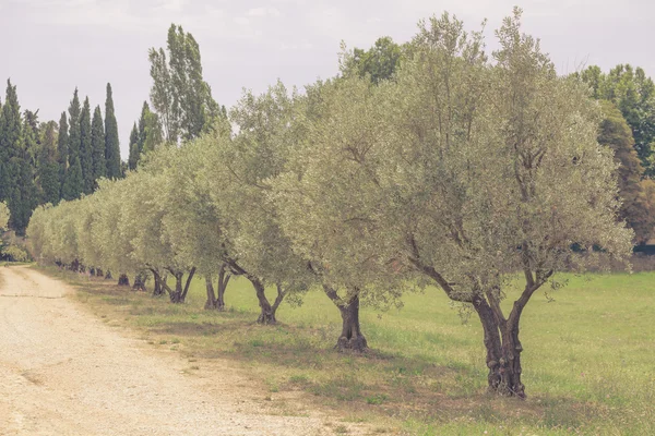 Olivenallee in der Provence, Frankreich — Stockfoto