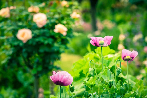 Papoulas cor-de-rosa em um jardim de verão — Fotografia de Stock