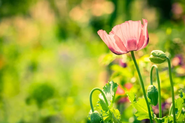 Amapola roja en un prado de verano —  Fotos de Stock