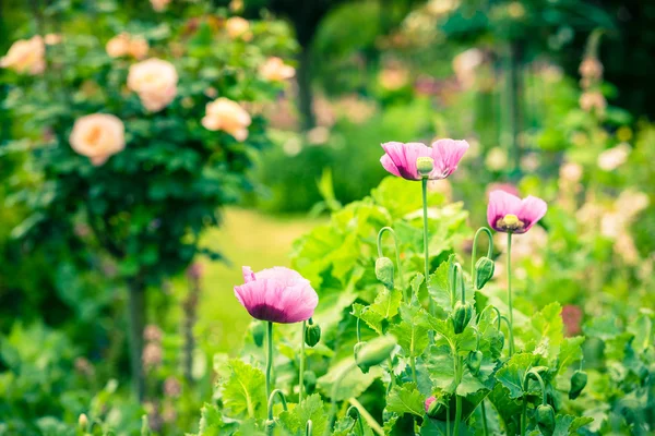 Rosa vallmo i en sommarträdgård — Stockfoto