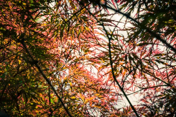 Japanse rode esdoorn op zomerdag — Stockfoto