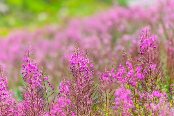 Pluizig roze Wilgenroosje bloemen — Stockfoto