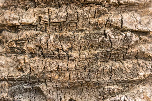 Gamla torra palm tree svål konsistens — Stockfoto