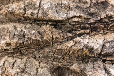 eski kuru palmiye ağacı