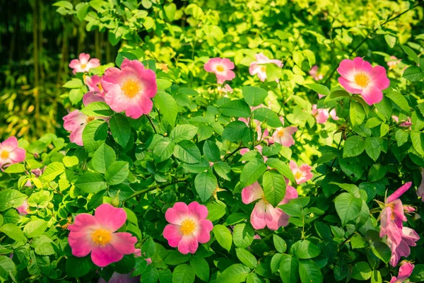 Rosa Hunderosen im Garten — Stockfoto