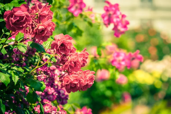 Bush of beautiful roses — Stock Photo, Image