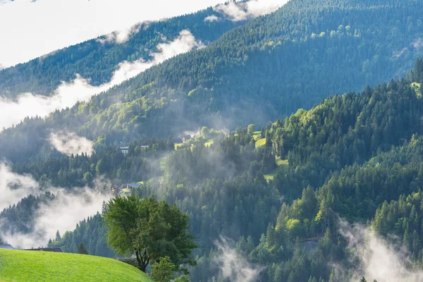 Montagnes forestières vertes dans la matinée brumeuse — Photo