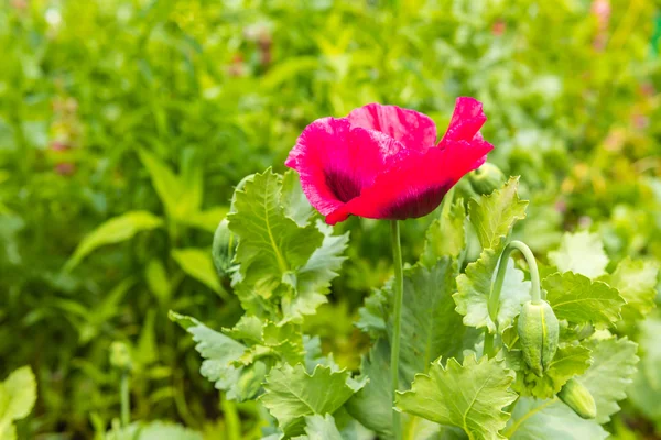 Rote Mohnblumen auf einer Sommerwiese — Stockfoto