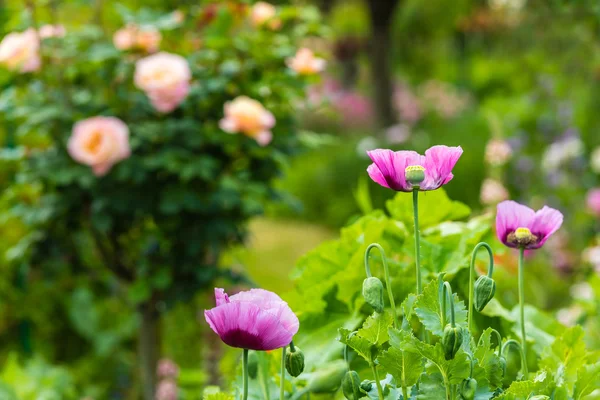 Rosa vallmo i en sommarträdgård — Stockfoto