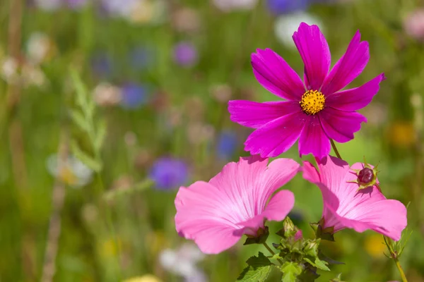 Wilde bloemen op een weide in een zonnige dag — Stockfoto