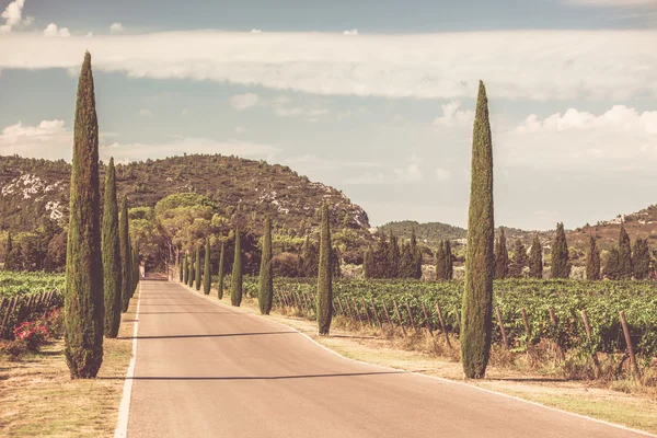 Cypresses alley through vineyards — Stock Photo, Image