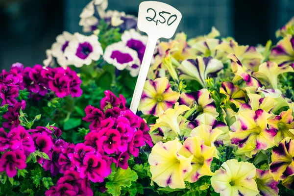 Leuchtende Petunienblüten — Stockfoto