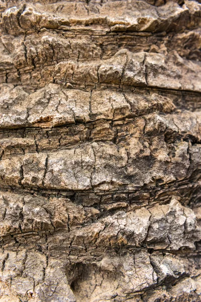 Old dry palm tree — Stock Photo, Image