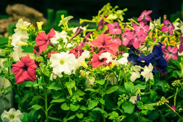 Flores brillantes de petunia — Foto de Stock