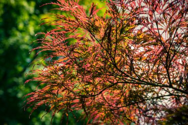 Japon kırmızı akçaağaç
