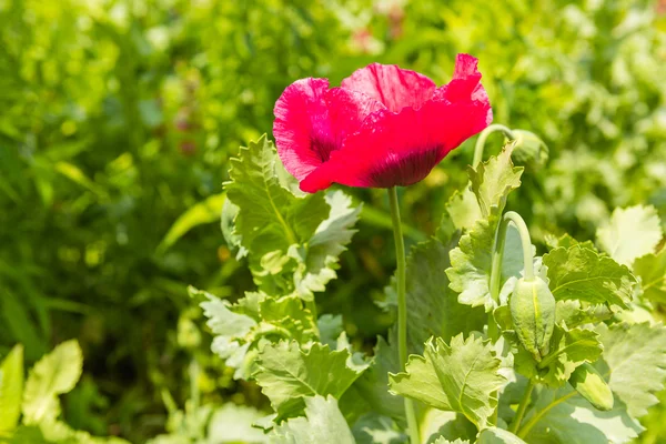 夏の草原で赤いケシ — ストック写真