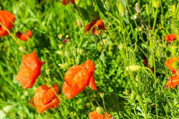 夏の草原で赤いケシ — ストック写真