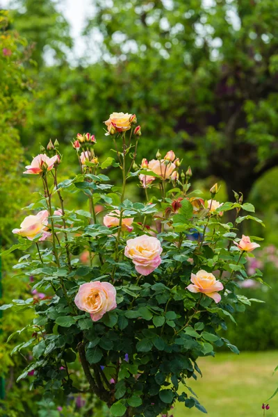 Bush de belles roses — Photo