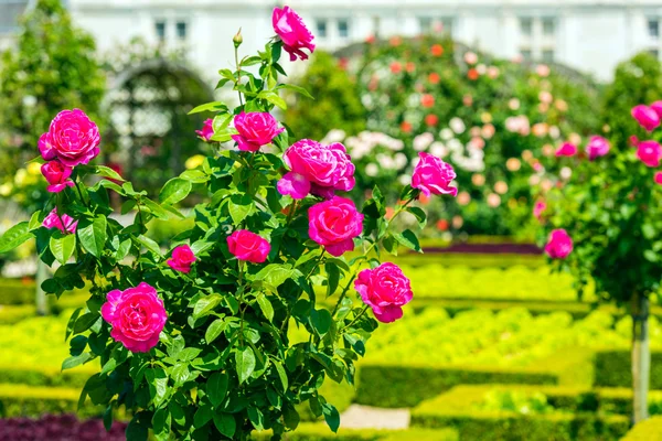 Strauch von schönen Rosen — Stockfoto