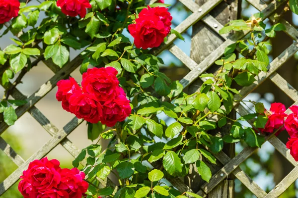 Bush de hermosas rosas —  Fotos de Stock