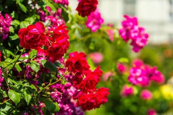 Bush de belas rosas — Fotografia de Stock