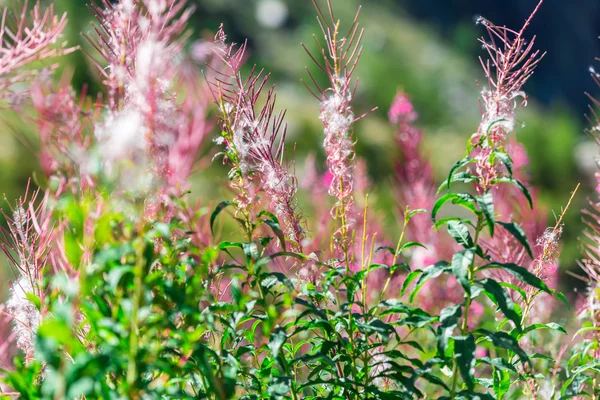 Fluffiga rosa mjölke (växt) blommor — Stockfoto