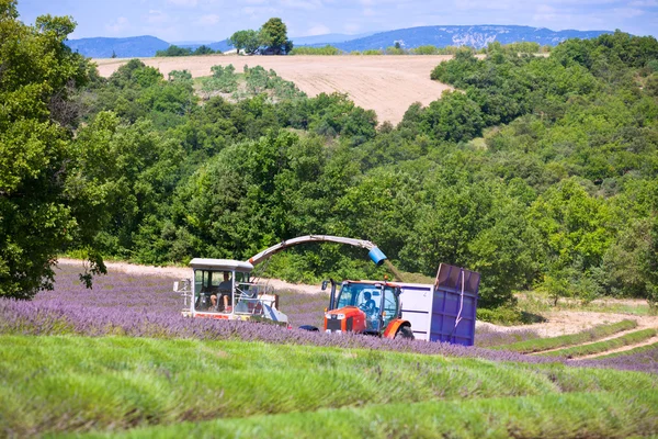 Lavender field harvesting — Stock Photo, Image