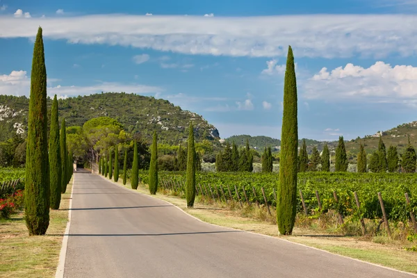 Cypresses alley through vineyards — Stock Photo, Image