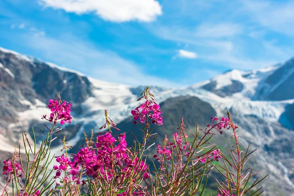 Apls suisses aux fleurs roses sauvages — Photo