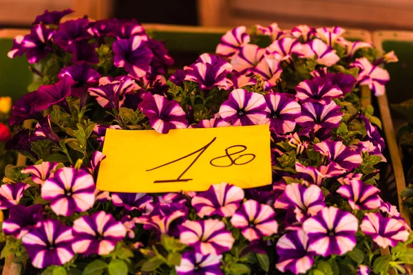 Fiori di petunia lucenti — Foto Stock