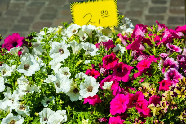 Heldere petunia bloemen — Stockfoto