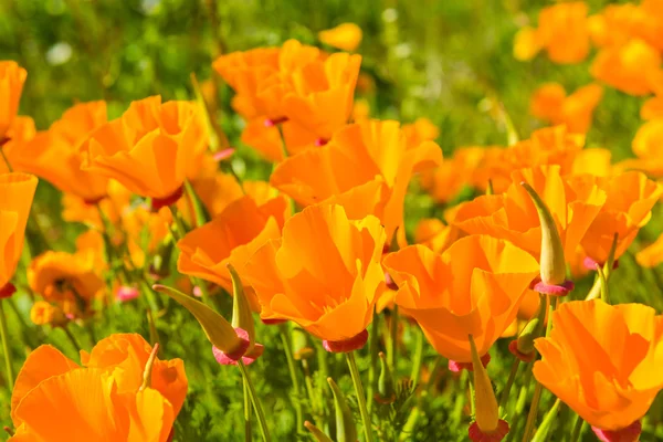 Orange poppies in a summer meadow — Stock Photo, Image