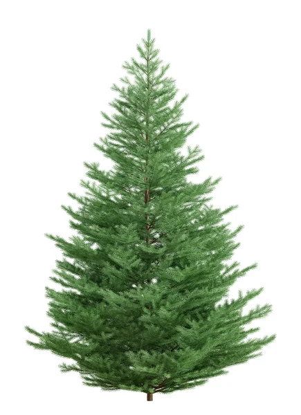 Fir tree isolated over white 3d rendering — Stock Photo, Image