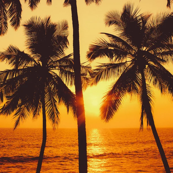 Palmiers et soleil, coucher de soleil tropical à Goa, Inde — Photo