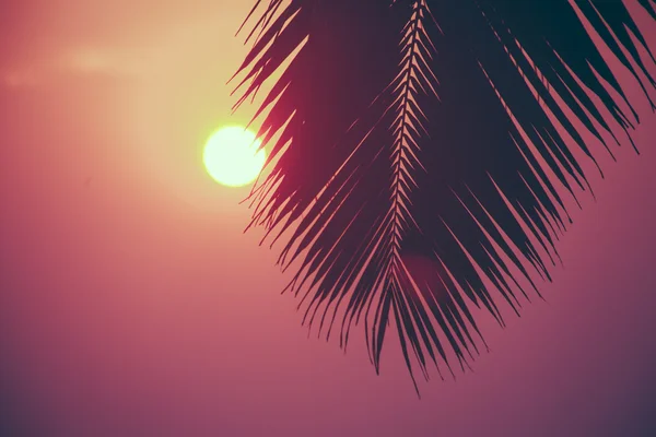 Palmas e sol, pôr do sol tropical tomado em Goa, Índia — Fotografia de Stock