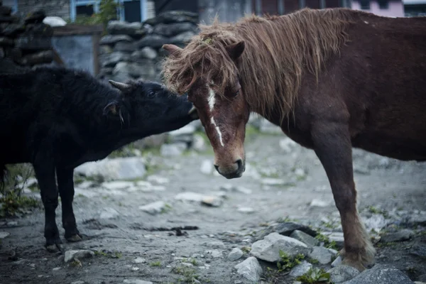 Pferd und Kuh vor einem Haus, Bulle, Nephal — Stockfoto